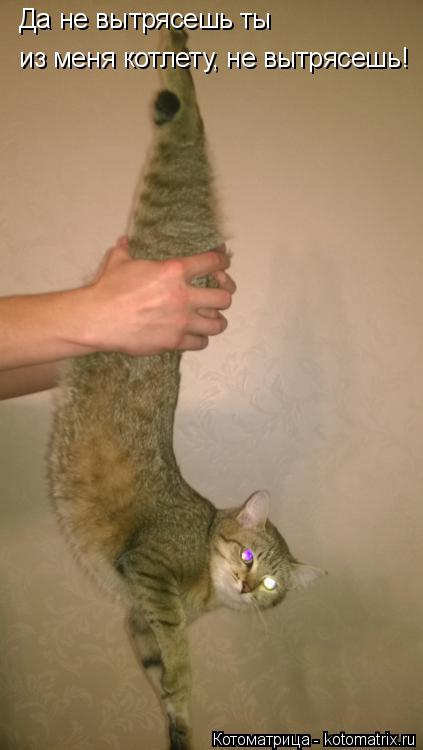 Котоматрица: Да не вытрясешь ты  из меня котлету, не вытрясешь!