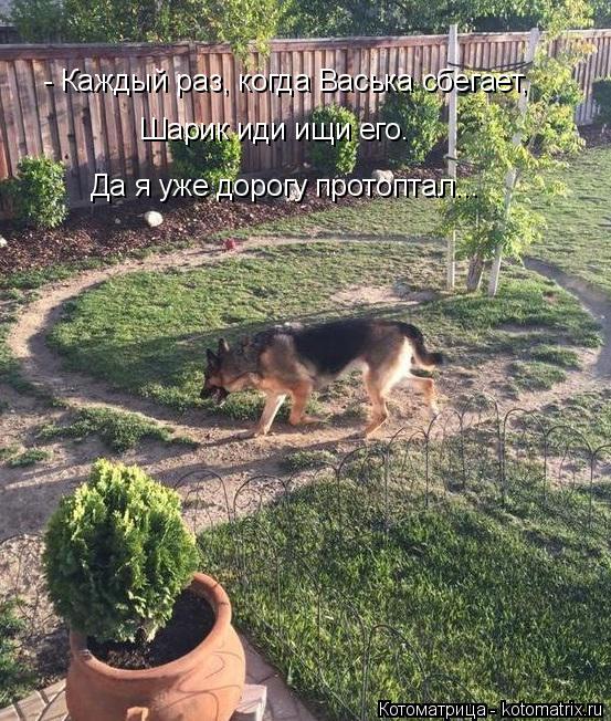 - Каждый раз, когда Васька сбегает, Шарик иди ищи его. Да я уже дорогу протоптал...... Котоматрица: - Каждый раз, когда Васька сбегает, Шарик иди ищи его. Да я уже дорогу протоптал...