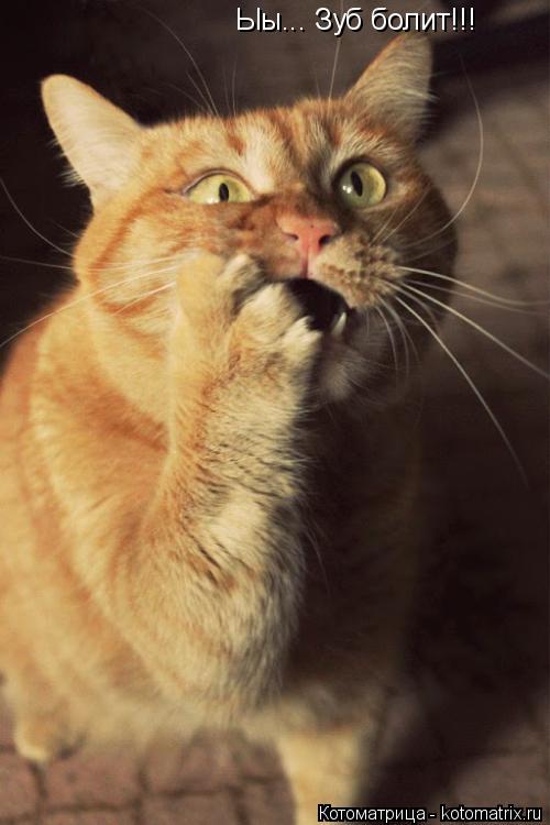 Котоматрица: Ыы... Зуб болит!!!