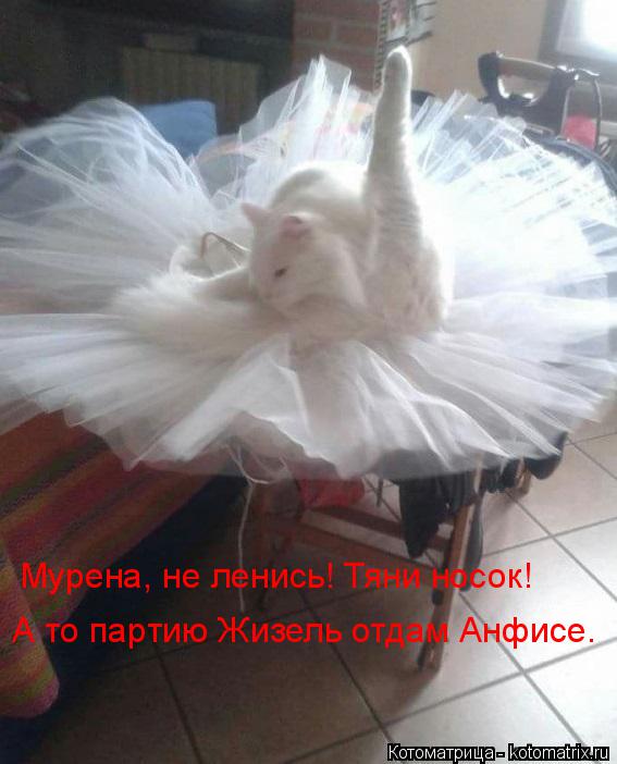 Котоматрица: А то партию Жизель отдам Анфисе. Мурена, не ленись! Тяни носок!