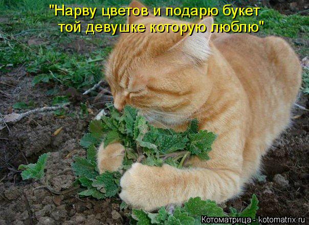 Котоматрица: "Нарву цветов и подарю букет   той девушке которую люблю"
