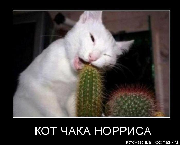 Котоматрица: КОТ ЧАКА НОРРИСА