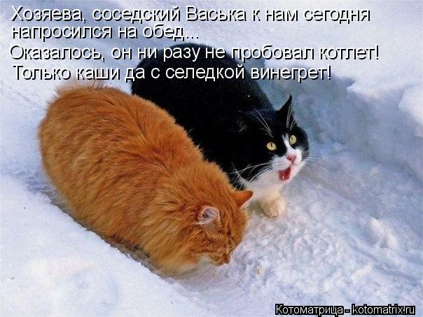 Котоматрица: Хозяева, соседский Васька к нам сегодня  напросился на обед... Оказалось, он ни разу не пробовал котлет! Только каши да с селедкой винегрет!