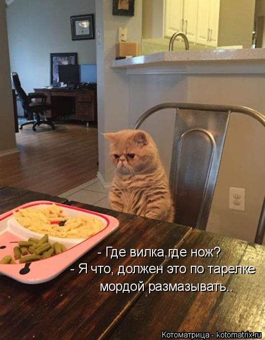 - Где вилка,где нож? - Я что, должен это по тарелке мордой размазывать..... Котоматрица: - Где вилка,где нож? - Я что, должен это по тарелке мордой размазывать..