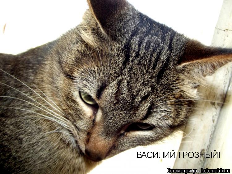 Котоматрица: ВАСИЛИЙ ГРОЗНЫЙ!