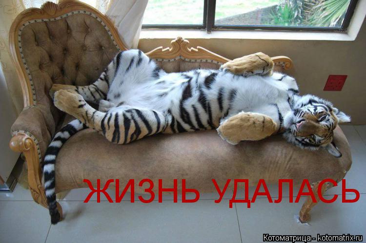 Котоматрица: ЖИЗНЬ УДАЛАСЬ
