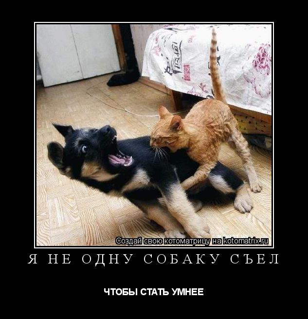 Котоматрица: Я НЕ ОДНУ СОБАКУ СЪЕЛ ЧТОБЫ СТАТЬ УМНЕЕ