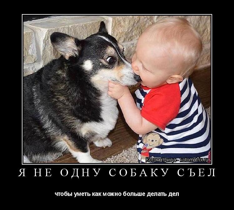 Котоматрица: Я НЕ ОДНУ СОБАКУ СЪЕЛ чтобы уметь как можно больше делать дел