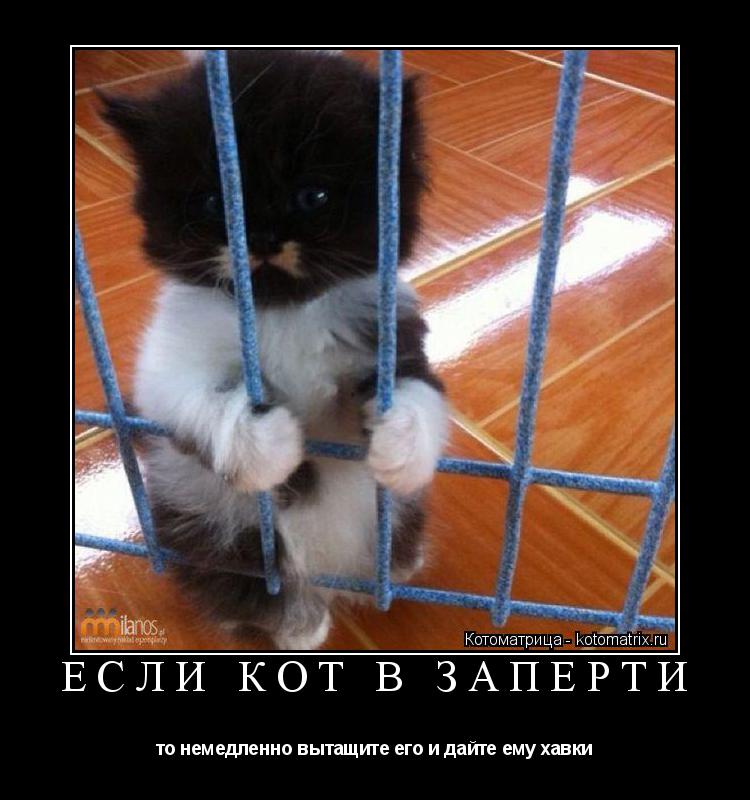 Котоматрица: ЕСЛИ КОТ В ЗАПЕРТИ то немедленно вытащите его и дайте ему хавки