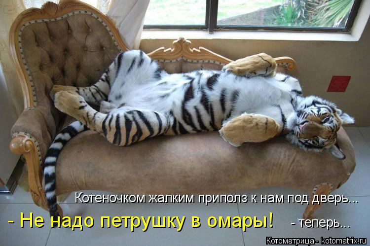 Котоматрица: - Не надо петрушку в омары! Котеночком жалким приполз к нам под дверь... - теперь...