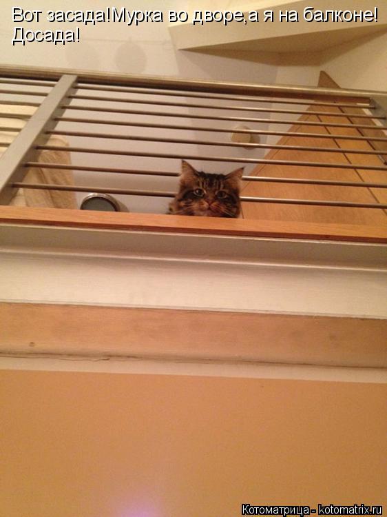 Котоматрица: Вот засада!Мурка во дворе,а я на балконе! Досада!