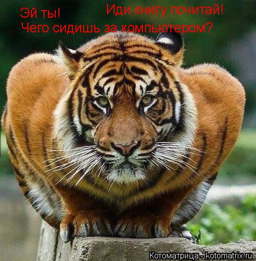 Котоматрица: Эй ты! Чего сидишь за компьютером? Иди книгу почитай!