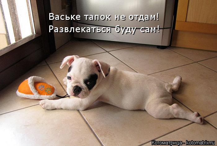 Котоматрица: Ваське тапок не отдам! Развлекаться буду сам!