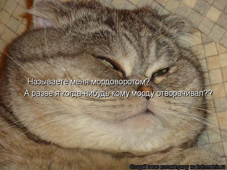 Котоматрица: А разве я когда-нибудь кому морду отворачивал?? Называете меня мордоворотом?
