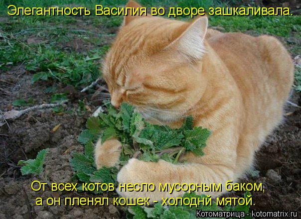 Котоматрица: Элегантность Василия во дворе зашкаливала. От всех котов несло мусорным баком, а он пленял кошек - холоднй мятой.