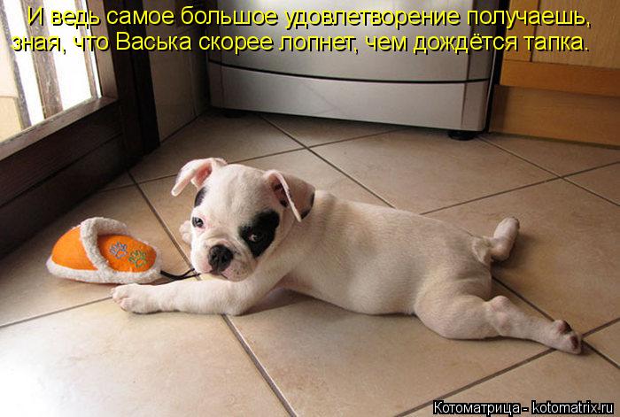 Котоматрица: И ведь самое большое удовлетворение получаешь, зная, что Васька скорее лопнет, чем дождётся тапка.