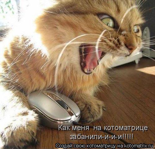 Котоматрица: Как меня  на котоматрице забанили-и-и-и!!!!!