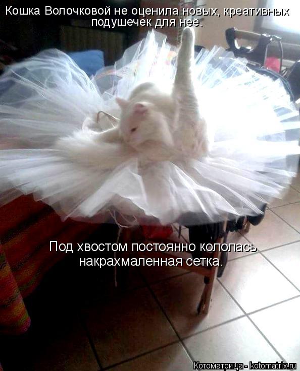 Котоматрица: Кошка Волочковой не оценила новых, креативных подушечек для неё. Под хвостом постоянно кололась  накрахмаленная сетка.