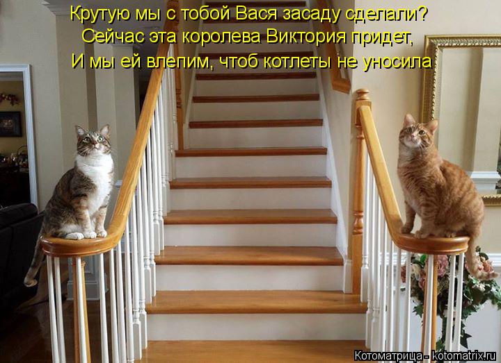 Котоматрица: Крутую мы с тобой Вася засаду сделали? Сейчас эта королева Виктория придет,  И мы ей влепим, чтоб котлеты не уносила