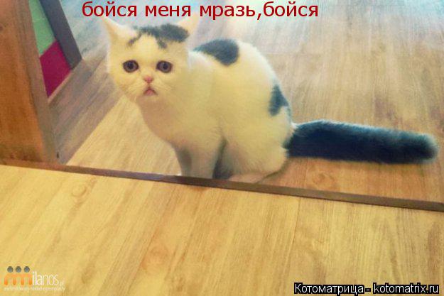 Котоматрица: бойся меня мразь,бойся