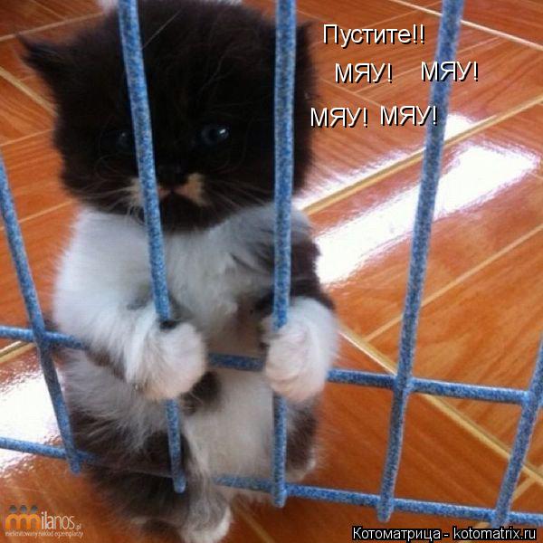 Котоматрица: Пустите!! МЯУ! МЯУ! МЯУ! МЯУ!