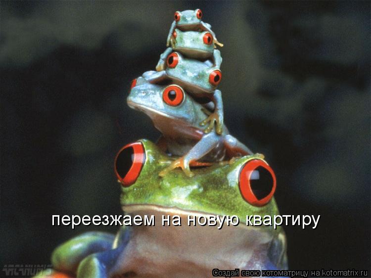 Котоматрица: переезжаем на новую квартиру