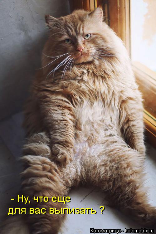 Котоматрица: - Ну, что еще для вас вылизать ?