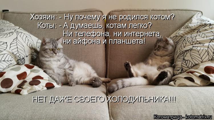 Котоматрица: Хозяин: - Ну почему я не родился котом? Коты: - А думаешь, котам легко? Ни телефона, ни интернета,  ни айфона и планшета! НЕТ ДАЖЕ СВОЕГО ХОЛОДИЛ