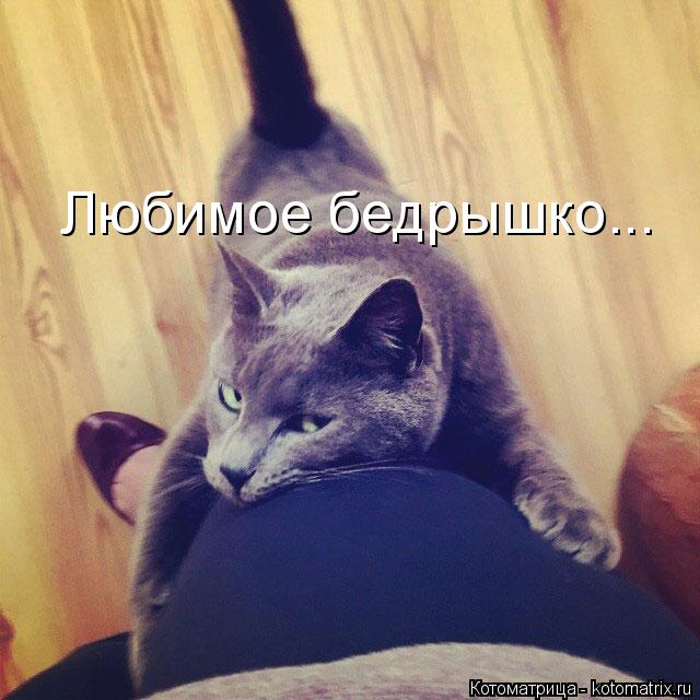 Котоматрица: Любимое бедрышко...