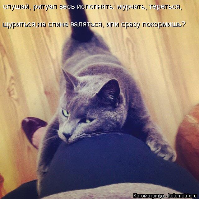 Котоматрица: слушай, ритуал весь исполнять: мурчать, тереться, щуриться,на спине валяться, или сразу покормишь?