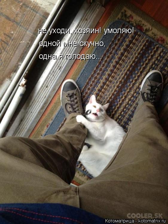 Котоматрица: не уходи, хозяин! умоляю! одной мне скучно, одна я голодаю...