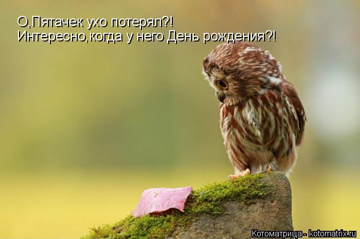 Котоматрица: О,Пятачек ухо потерял?! Интересно,когда у него День рождения?!