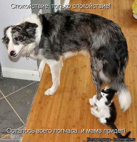 Котоматрица: Спокойствие, только спокойствие! Осталось всего полчаса, и мама придет!