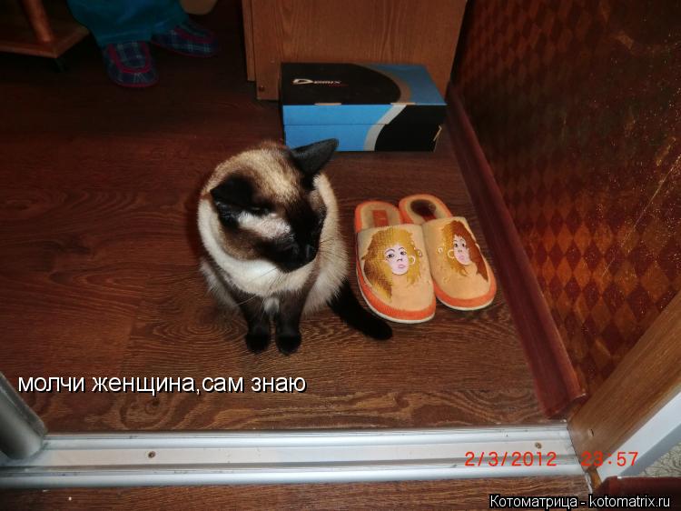 Котоматрица: молчи женщина,сам знаю