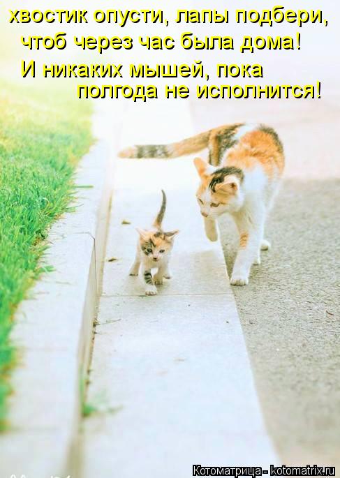 Котоматрица: полгода не исполнится! И никаких мышей, пока  хвостик опусти, лапы подбери, чтоб через час была дома!