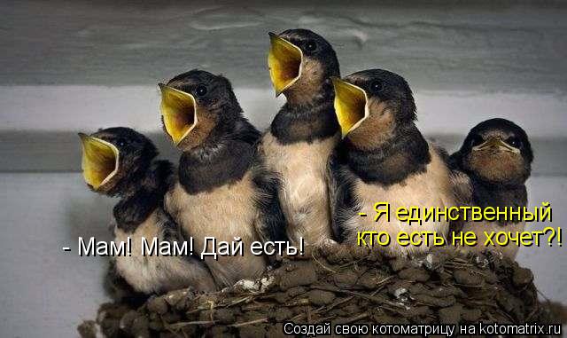 Котоматрица: - Мам! Мам! Дай есть! - Я единственный  кто есть не хочет?!
