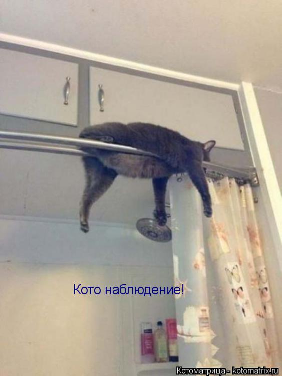 Котоматрица: Кото наблюдение!