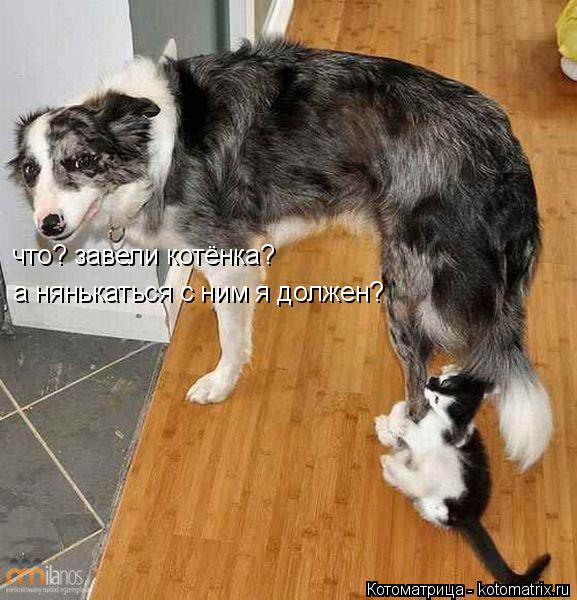 Котоматрица: что? завели котёнка? а нянькаться с ним я должен?