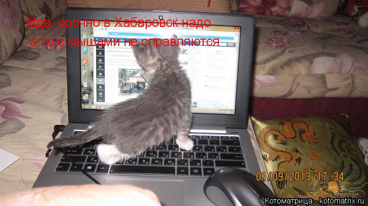 Котоматрица: Мда, срочно в Хабаровск надо  а то с мышами не справляются