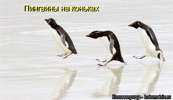 Котоматрица: Пингвины на коньках Пингвины на коньках Пингвины на коньках