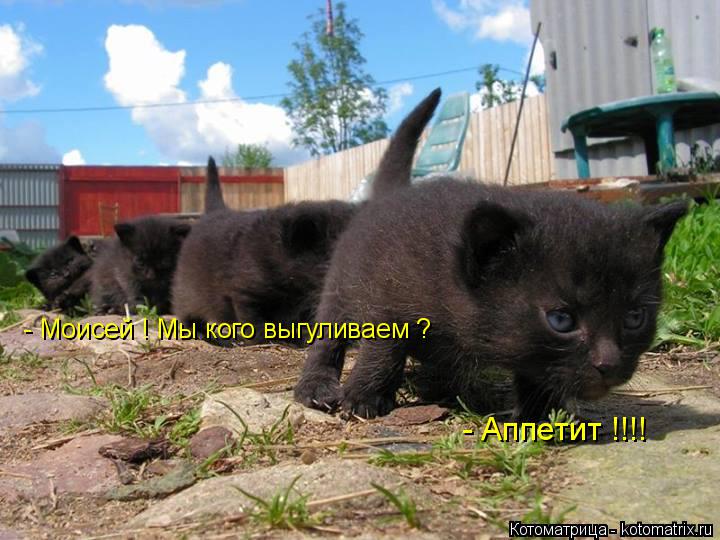 Котоматрица: - Моисей ! Мы кого выгуливаем ? - Аппетит !!!!
