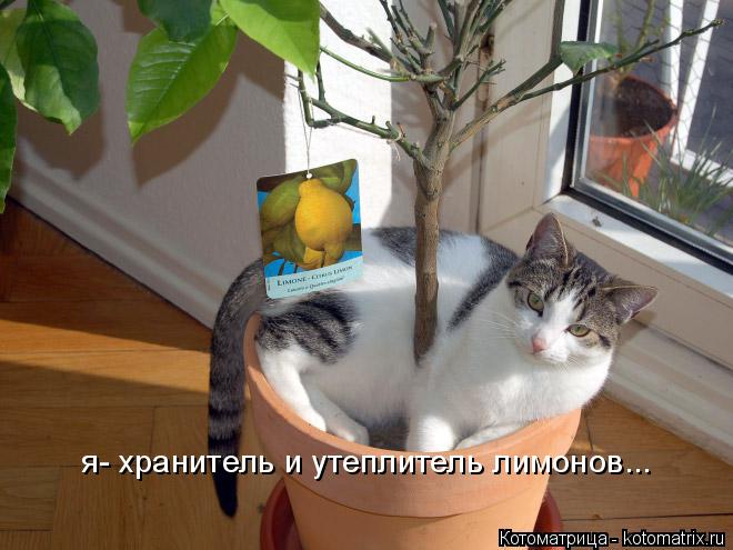 Котоматрица: я- хранитель и утеплитель лимонов...