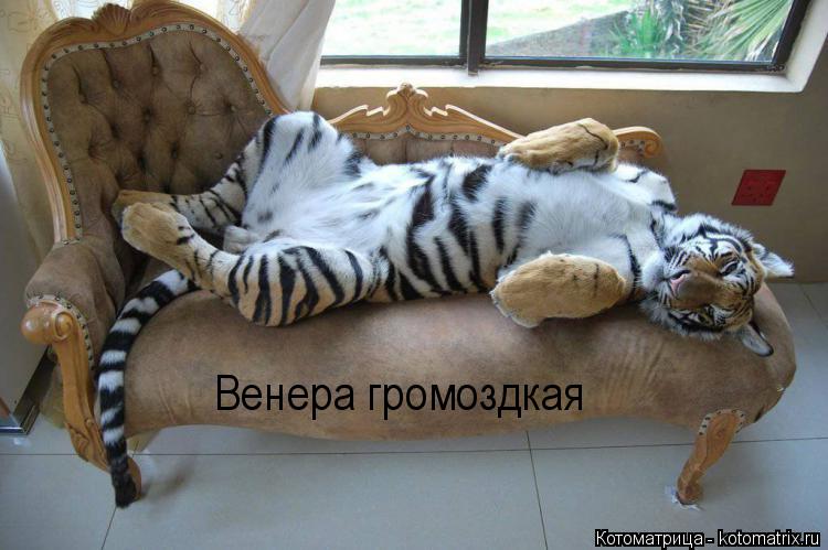 Котоматрица: Венера громоздкая