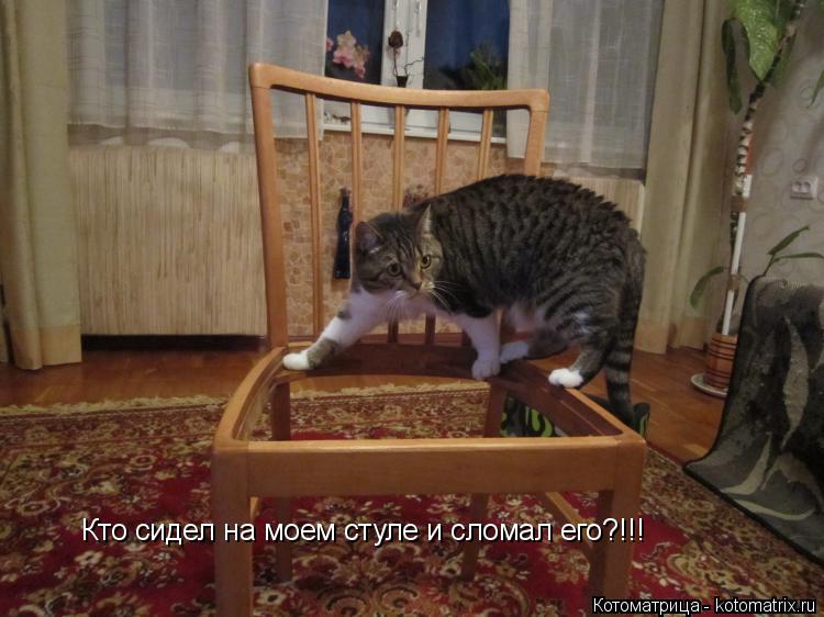 Кто сидел на моем стуле и сломал его?!!!... Котоматрица: Кто сидел на моем стуле и сломал его?!!!