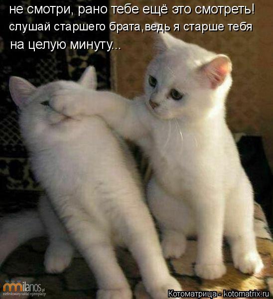 Котоматрица: не смотри, рано тебе ещё это смотреть! слушай старшего брата,ведь я старше тебя  на целую минуту...