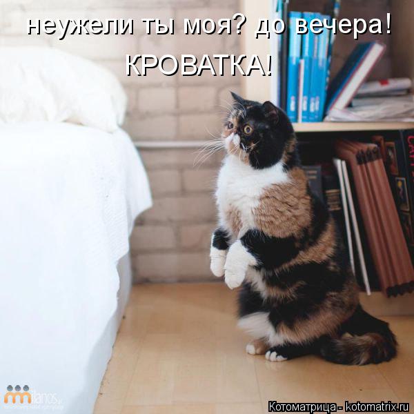 Котоматрица: неужели ты моя? до вечера! КРОВАТКА!