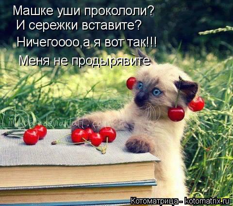 Котоматрица: Машке уши прокололи? И сережки вставите? Ничегоооо,а я вот так!!! Меня не продырявите
