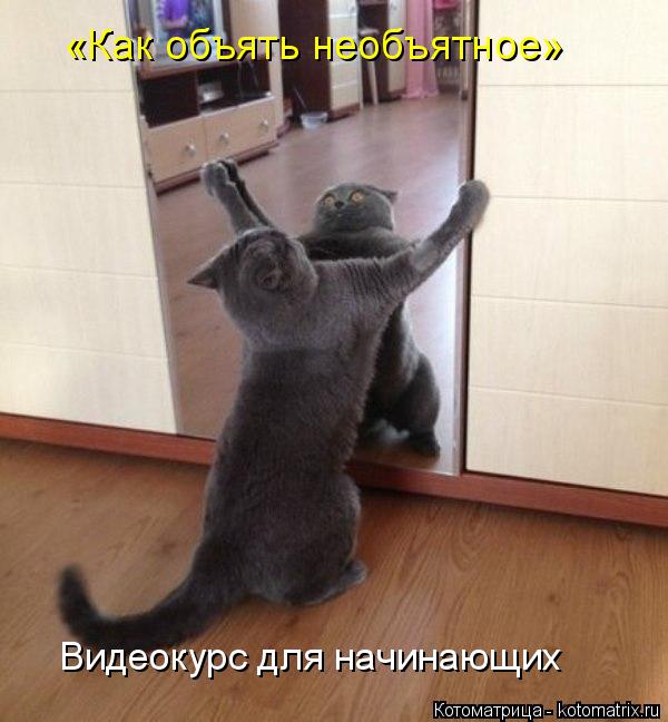Котоматрица: «Как объять необъятное» Видеокурс для начинающих
