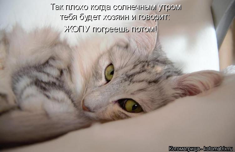 Котоматрица: Так плохо когда солнечным утром тебя будет хозяин и говорит: ЖОПУ погреешь потом!