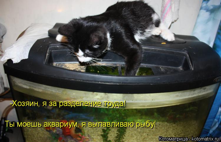 Котоматрица: -Хозяин, я за разделение труда! Ты моешь аквариум, я вылавливаю рыбу!